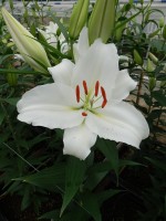 [5316 Mandaro VWS No02.JPG]